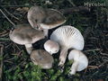 Hygrophorus agathosmus